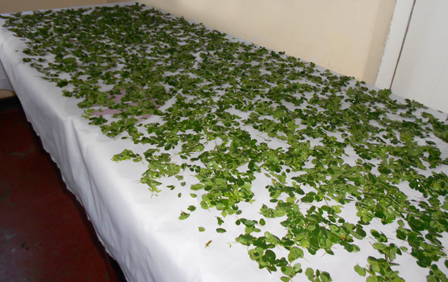 Cómo secar las hojas de moringa
