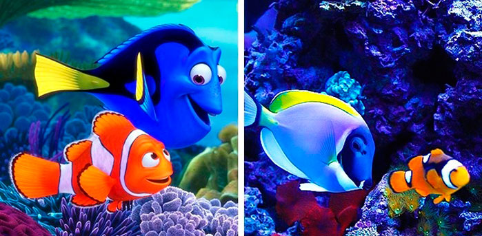 Marlin and Dory in real life