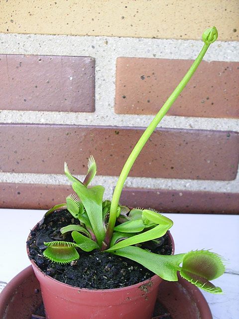 Tallo florarl de la dionaea Una plantita genial: Venus Atrapamoscas