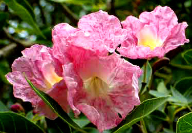 flor del apamate