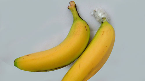 Aplica film envolvente al top del banano o cambur, esto hará que dure más tiempo sano. Cuida que el banano no tenga ninguna fisura o corte en su cáscara.