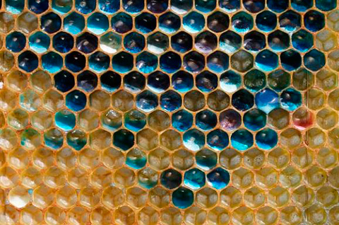 miel de abejas de color azul