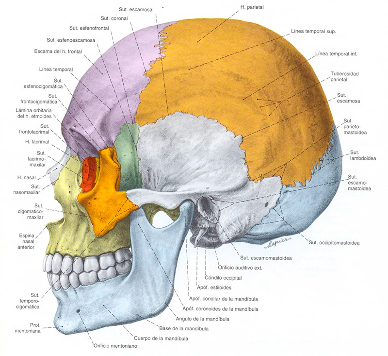 Mayor detalle del cráneo humano y sus suturas
