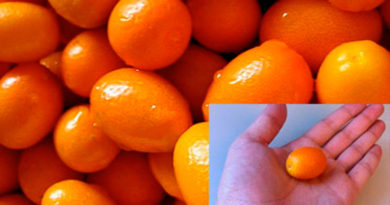 Kumquat, la naranjita china o quinoto