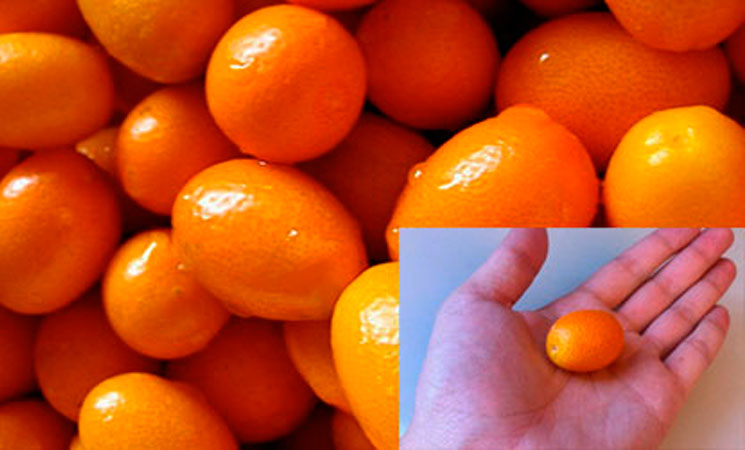 Kumquat, la naranjita china o quinoto