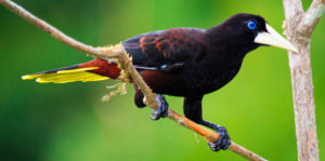 El Conoto Negro (Psarocolius decumanus)