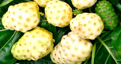 Como hacer jugo casero de Noni