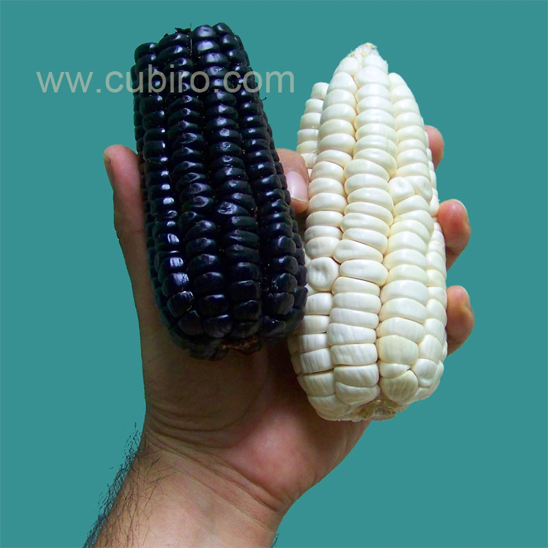 A la izquierda el maíz morado, a la derecha el choclo
