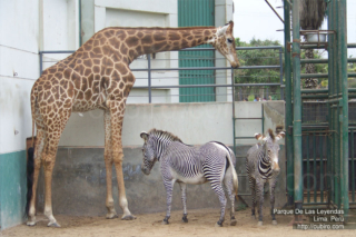 Zoologico Parque de las Leyendas en Lima