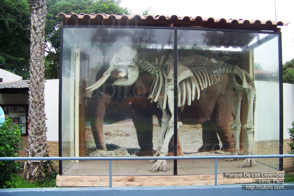 Elefante, esqueleto