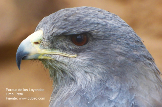 Un águila en el Parque de las Leyendas en Lima