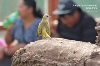 Un canario en el Parque de las Leyendas en Lima
