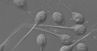 Descubren el primer ser vivo multicelular que puede vivir sin oxígeno
