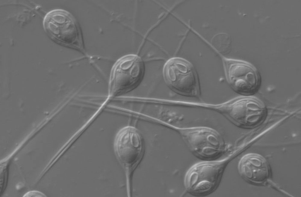 Descubren el primer ser vivo multicelular que puede vivir sin oxígeno