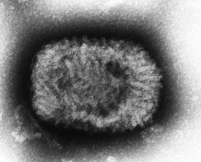 virus más peligrosos del mundo