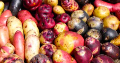 Algunos tipos de papas en Perú