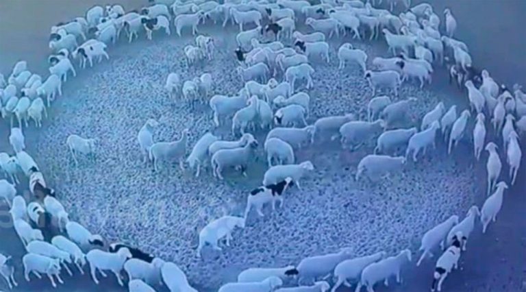 Un rebaño de ovejas se movió en círculo durante dos semanas
