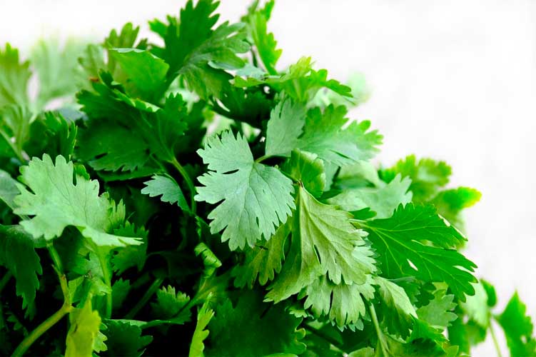 Cilantro culantro. Principales Especias en la Cocina.