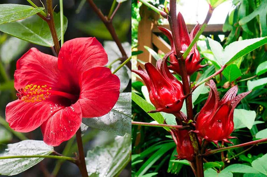 Diferencias entre la cayena y la flor de Jamaica