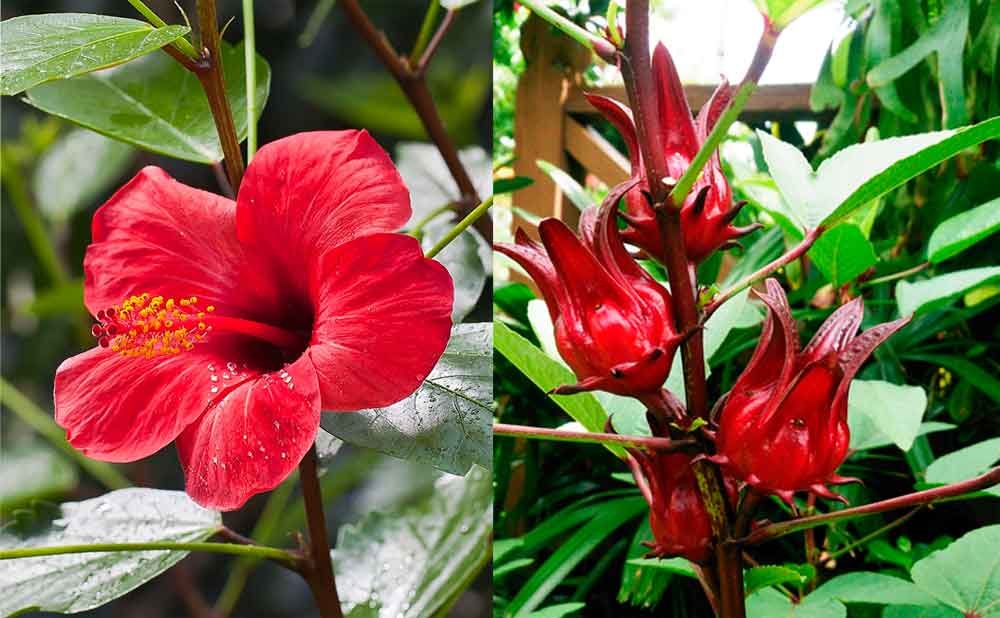 Diferencias entre cayena y flor de jamaica.