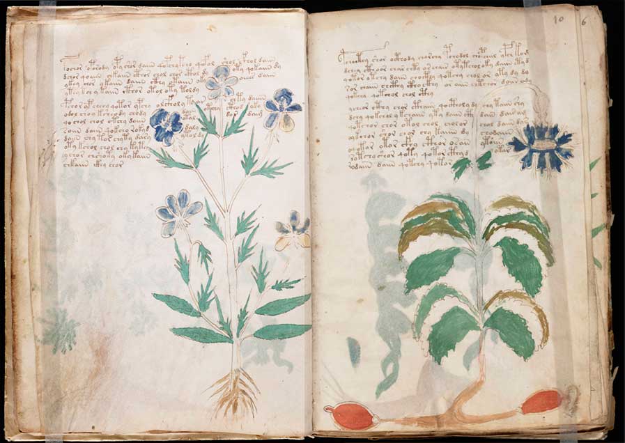 Imagen de una pagina del Manuscrito Voynich