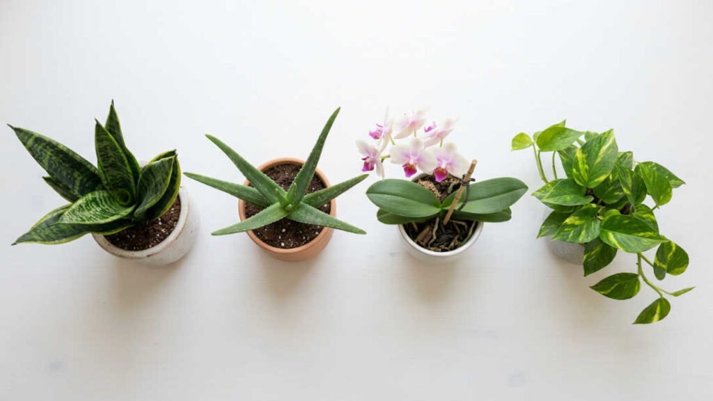 Plantas recomendadas para tener en la habitación de noche: sanseveria, aloe vera, orquídea y pothos