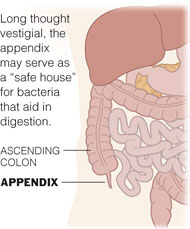 apendice humano