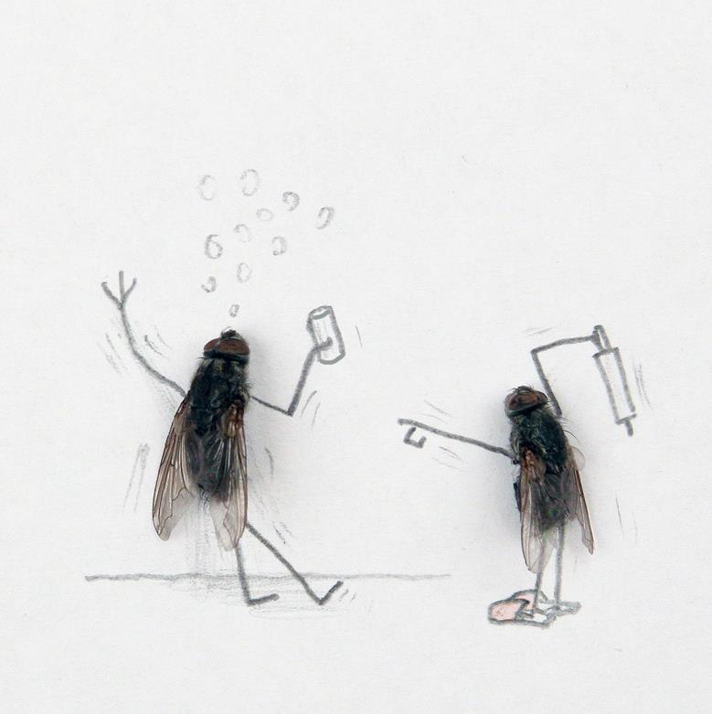 Problema doméstico de la mosca doméstica